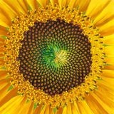 Selector Dhudie - Summer Solstice Progressive trance set