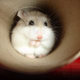 rodent dubstep