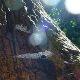 SUN-SPIN