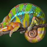 Tempomeleon Discoveries