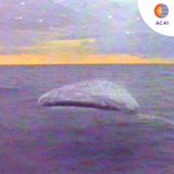 ASTROCAST41: AceMo