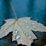 Budan - Blue Autumn (29 October 2014)