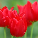Tulip Experience