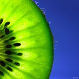 Kiwi in rock