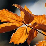Autumn 2012 Pop House Session