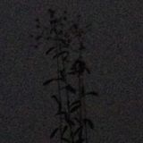 _the birth mix