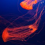 Jelly Sessions Vol 3