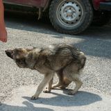 Helping the stray dogs in Bulgaria - a task not for the faint hearted