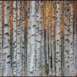 Sugar Sessions "Autum Leaves" Vol.13