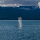bálnaprüsszentés/whaleblow