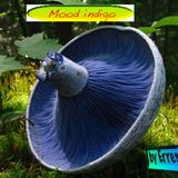 Mood indigo
