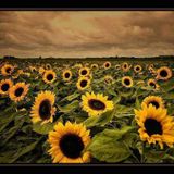 Sommer
