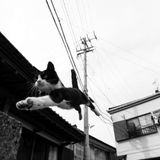 Beatamine