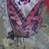 Pauly P - Butterfly Stampede
