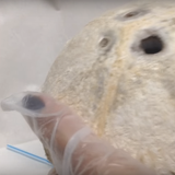 Opening A Coconut With A Skrewdriver