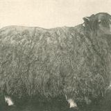 No Lamb, Only Sheep.