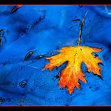 Autumn blues 2009