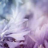 Luijo - Aurora