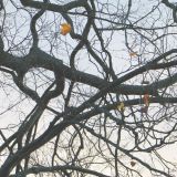 The Last Leaf Left