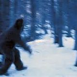 Yeti What Are You? I'm a Yeti