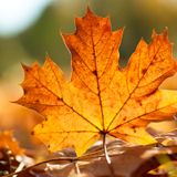 Autumn