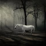 In Search Of The White Unicorn (Trippy Chillin´ Mix)