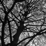 Boreal