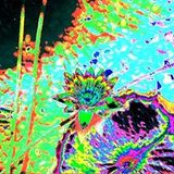 Winter Mitotl 2015 (DarkPsy / Forest)