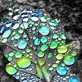 ecosystem