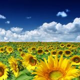 Houze Masterz - Summer is Gone Mix