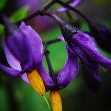 Nightshade - A Feb 2013 Moody Mix