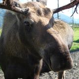 A Moose Will Stomp On You Until You Are Dead