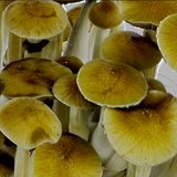 Psilocybe Cubensis