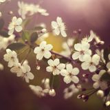 Dj Sasha K - Spring Blossoms 2015