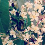 Angels and Insects *