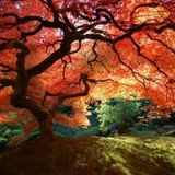mystical tree