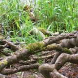 The Ivy-Strangled Path Vol. XII
