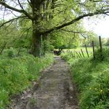 Camino Soul # 10 11 12