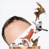 Head Full of Cats