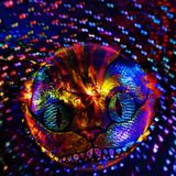 Psychodelidisco (Disco Psycheness) - Full 3 Hour Journey