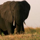 DjSuperStereo-Exotic Safari Vol. 001.
