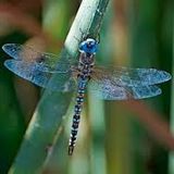 Discovering Animal Totems - Dragonfly