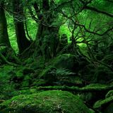 Soma(Goaudok) B2B Sto.Fan平 - M.A.J.O.R. 2014 Darkpsy-Forest Promo