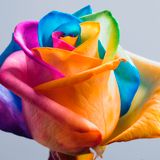 La via en Rose