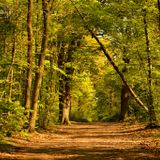 la forêt, une partie