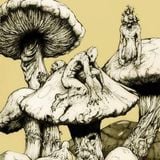 Trip to Ants Galaxy mix by KAZINAKI(Mooranglee family)