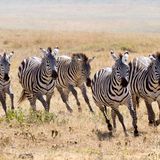 WILD ZEBRAS ON THE RUN (WILD PARTY MIX)