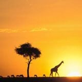 Júnior EP - Safari