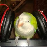 DJDRAGONSIERRA-Hig ENERGY