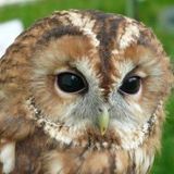 The Truth About Owls